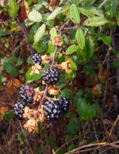 Rubus ulmifolius (Zarzamora)