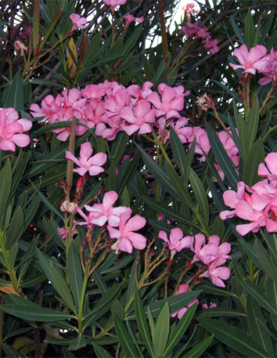 Nerium oleander (Adelfa)