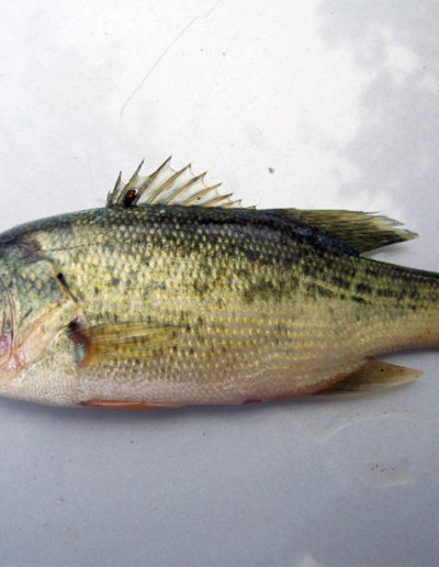 Black Bass (Micropterus salmoides)